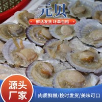 供應海鮮水產新鮮元貝大扇貝燒烤專用食材海鮮鮮活家庭商用元貝